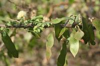 09-18-2008 : 17, Arrêt nø85, Etusis lodge