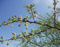 10-19-2003 : 24, Arrêt nø94, Okapuka Game ranch