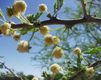 10-19-2003 : 24, Arrêt nø94, Okapuka Game ranch