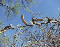 10-19-2003 : 24, Arrêt nø94, Okapuka Game ranch