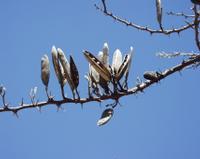 10-19-2003 : 24, Arrêt nø94, Okapuka Game ranch