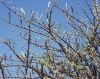 10-19-2003 : 24, Arrêt nø94, Okapuka Game ranch