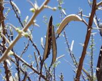 10-19-2003 : 24, Arrêt nø94, Okapuka Game ranch