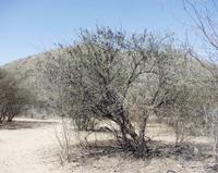 10-19-2003 : 24, Arrêt nø94, Okapuka Game ranch