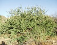 10-19-2003 : 24, Arrêt nø94, Okapuka Game ranch