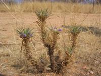 09-18-2008 : 17, Arrêt nø86, bords de route