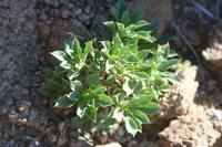 09-11-2008 : 10, Arrêt nø44, autre arrêt au bord de l'Orange River