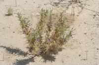 09-18-2008 : 17, Arrêt nø86, bords de route