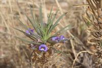 09-18-2008 : 17, Arrêt nø86, bords de route