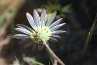 09-04-2008 : 03, Arrêt nø7, vers Malmesbury, bords de la N 7