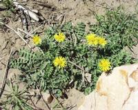 10-05-2003 : 10, Arrêt nø36, Route le long de la Grootrivier