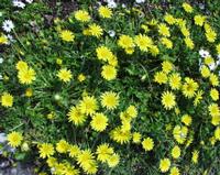 09-28-2003 : 03, Arrêt nø8, littoral à Kleimond, Bettys bay