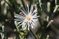 09-04-2008 : 03, Arrêt nø10, 2km avant Clanwilliam R364