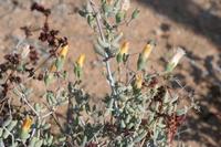 09-13-2008 : 12, Arrêt nø54, à propos d'un crevaison de plus