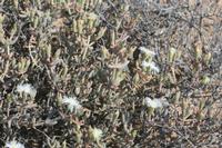 09-13-2008 : 12, Arrêt nø54, à propos d'un crevaison de plus