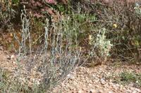 09-07-2008 : 06, Arrêt nø19, à 20km de Vanrhynsdorp, Mesembs Dous de Glym