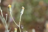 09-07-2008 : 06, Arrêt nø19, à 20km de Vanrhynsdorp, Mesembs Dous de Glym