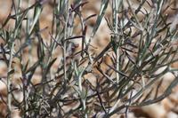 09-07-2008 : 06, Arrêt nø19, à 20km de Vanrhynsdorp, Mesembs Dous de Glym