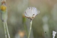 09-07-2008 : 06, Arrêt nø19, à 20km de Vanrhynsdorp, Mesembs Dous de Glym