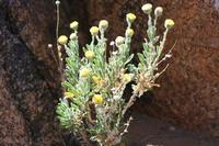 09-11-2008 : 10, Arrêt nø44, autre arrêt au bord de l'Orange River