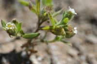 09-04-2008 : 03, Arrêt nø7, vers Malmesbury, bords de la N 7