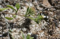 09-04-2008 : 03, Arrêt nø7, vers Malmesbury, bords de la N 7