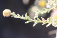 09-13-2008 : 12, Arrêt nø55, 2ème excursion sur la colline à RP