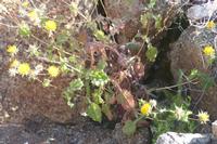 09-11-2008 : 10, Arrêt nø44, autre arrêt au bord de l'Orange River