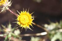 09-11-2008 : 10, Arrêt nø44, autre arrêt au bord de l'Orange River