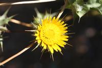 09-11-2008 : 10, Arrêt nø44, autre arrêt au bord de l'Orange River