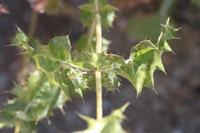 09-11-2008 : 10, Arrêt nø44, autre arrêt au bord de l'Orange River