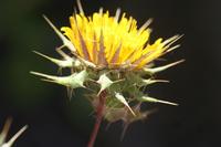 09-11-2008 : 10, Arrêt nø44, autre arrêt au bord de l'Orange River