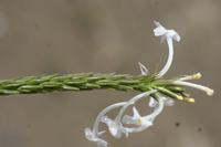 09-10-2008 : 09, Arrêt nø35, Richtersveld TCP Gamkab