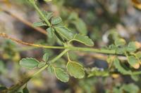 09-10-2008 : 09, Arrêt nø35, Richtersveld TCP Gamkab