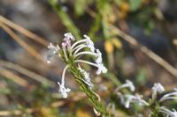 09-10-2008 : 09, Arrêt nø35, Richtersveld TCP Gamkab