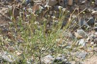 09-10-2008 : 09, Arrêt nø35, Richtersveld TCP Gamkab