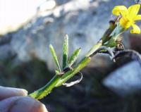 10-05-2003 : 10, Arrêt nø39, On repasse au Swartberg pass