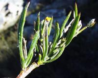 10-05-2003 : 10, Arrêt nø39, On repasse au Swartberg pass