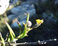 10-05-2003 : 10, Arrêt nø39, On repasse au Swartberg pass