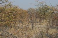 09-19-2008 : 18, Arrêt nø94, Etosha National Park