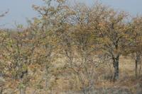 09-19-2008 : 18, Arrêt nø94, Etosha National Park