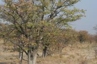 09-19-2008 : 18, Arrêt nø94, Etosha National Park