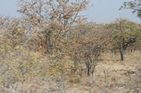 09-19-2008 : 18, Arrêt nø94, Etosha National Park