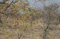 09-19-2008 : 18, Arrêt nø94, Etosha National Park