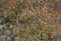 09-19-2008 : 18, Arrêt nø94, Etosha National Park