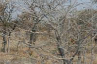 09-19-2008 : 18, Arrêt nø94, Etosha National Park