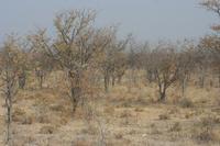09-19-2008 : 18, Arrêt nø94, Etosha National Park