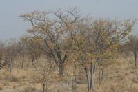 09-19-2008 : 18, Arrêt nø94, Etosha National Park