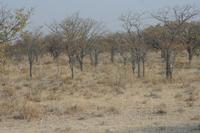 09-19-2008 : 18, Arrêt nø94, Etosha National Park