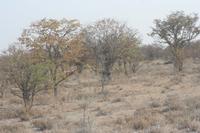 09-19-2008 : 18, Arrêt nø94, Etosha National Park